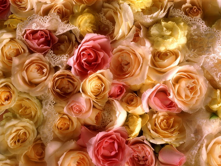 Flowers, Rose, Close-Up, Pastel, HD wallpaper