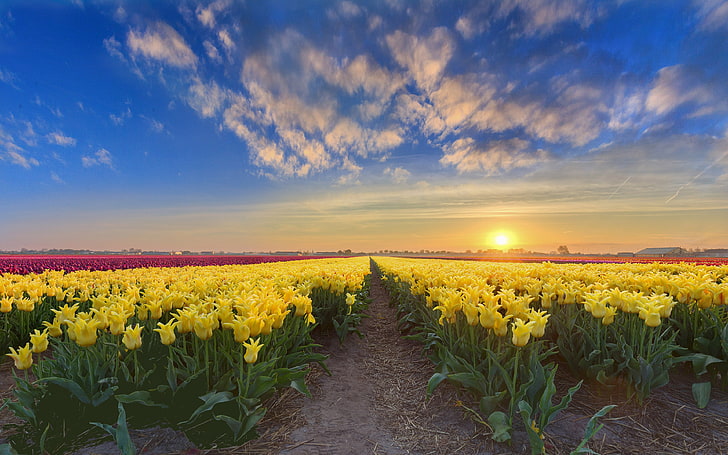 Gold Sunset Netherlands Spring Flowers Plantation With Yellow Red And Pink Tulips 4k Ultra Hd Tv Wallpaper For Desktop Laptop Tablet And Mobile Phones 3840×2400