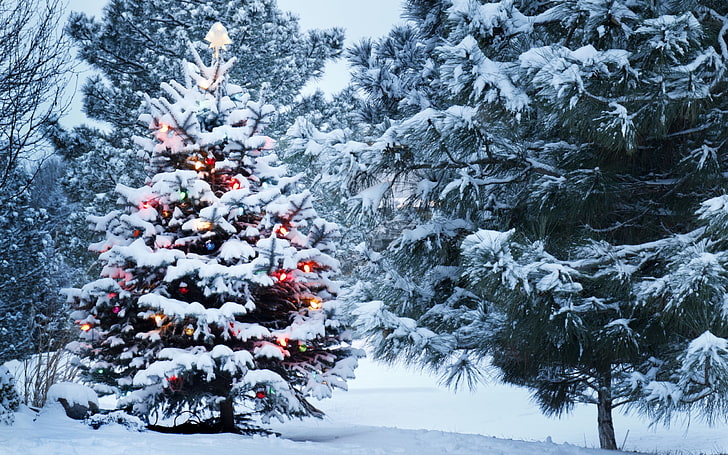 HD wallpaper: Christmas tree, New Year, christmas lights, pine trees, snow  | Wallpaper Flare
