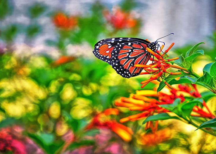 nature, butterfly, insect, invertebrate, animal themes, animal wildlife
