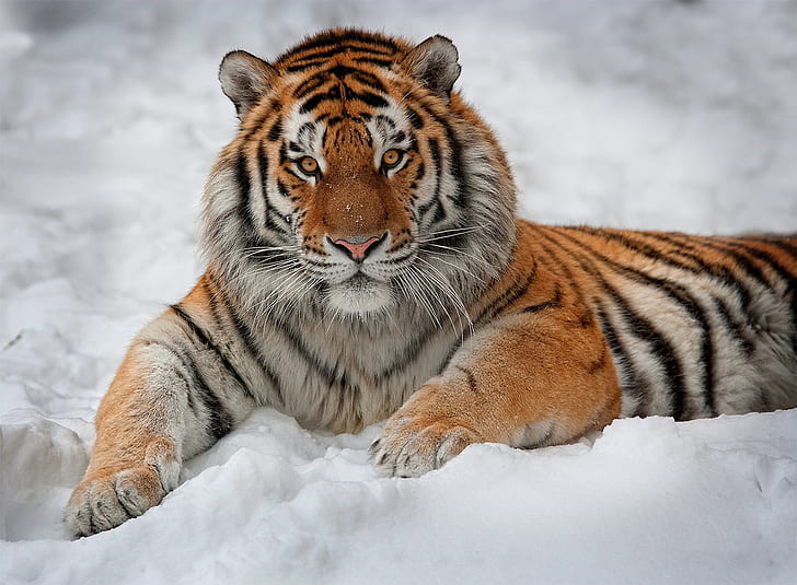 Siberian tiger 1080P, 2K, 4K, 5K HD wallpapers free download | Wallpaper  Flare