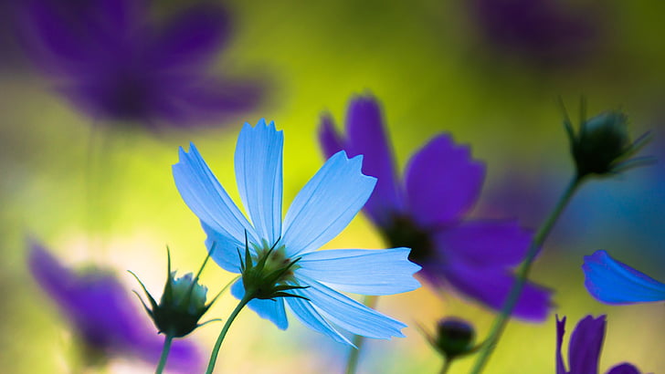 petal, blue flower, flora, wildflower, cosmos flowers, close up, HD wallpaper