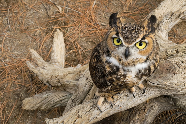animals, birds, owl, looking at viewer, yellow eyes
