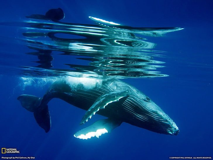 whale, animals, National Geographic, underwater, animal wildlife, HD wallpaper