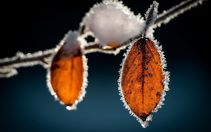 two orange leaves, frost, macro, nature, ice, close-up, orange color, HD wallpaper