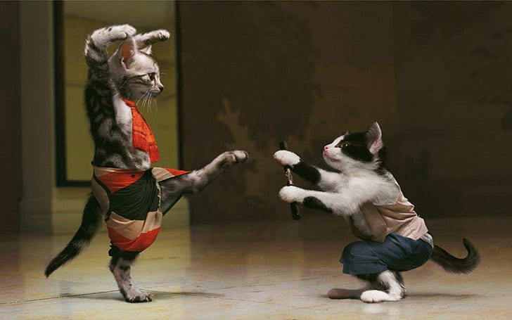Funny Karate Cat, kung-fu cat photo, HD wallpaper