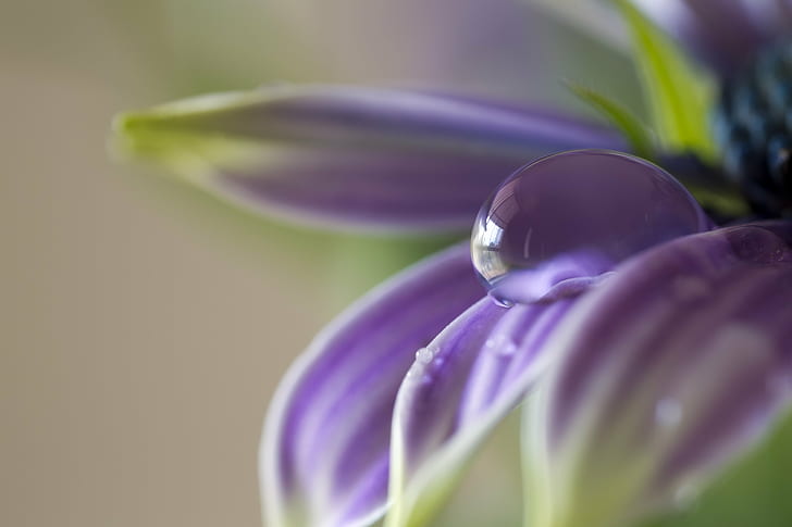 dew drop on purple flower focus lens photography, Paradise, Canon EOS 5D Mark III, HD wallpaper