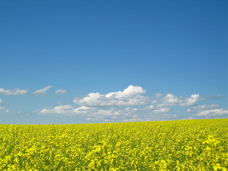 yellow Rapeseed flower field under white clouds blue sky, Canola