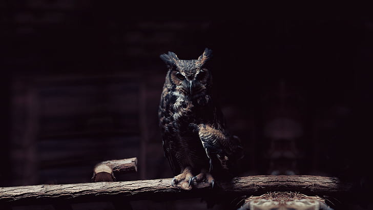 black and brown owl, dark, birds, animal, wildlife, nature, animals In The Wild, HD wallpaper