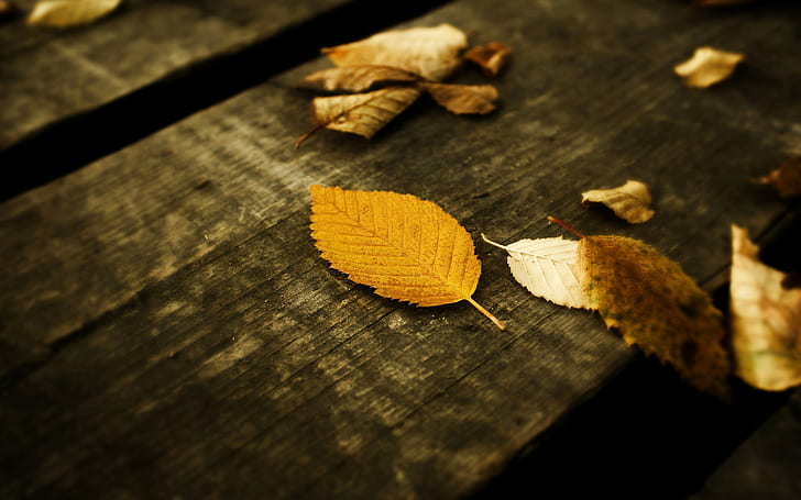 leaves, wood, macro, fallen leaves, brown