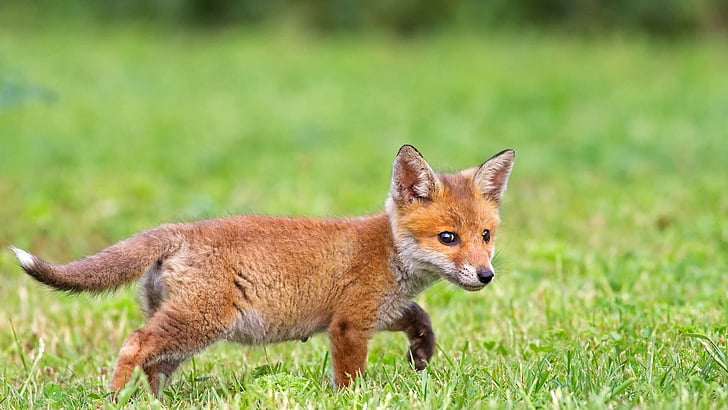 HD wallpaper: fox, baby, field, grass, animals, baby fox, wildlife, wild  animal | Wallpaper Flare