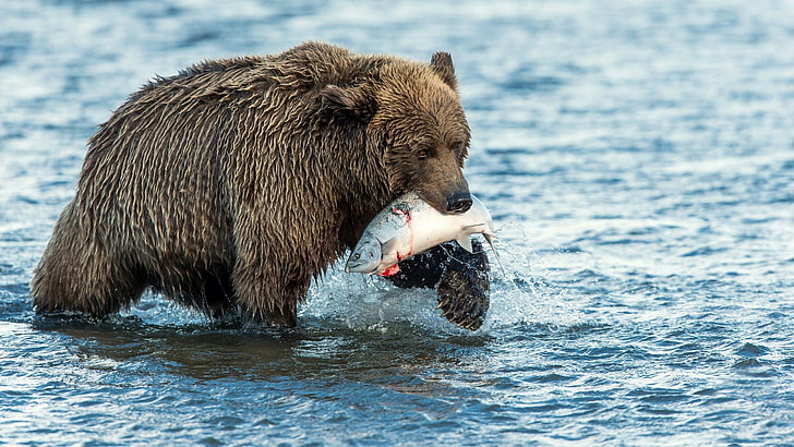 bear caught a fish, animal, animal themes, animals in the wild, HD wallpaper