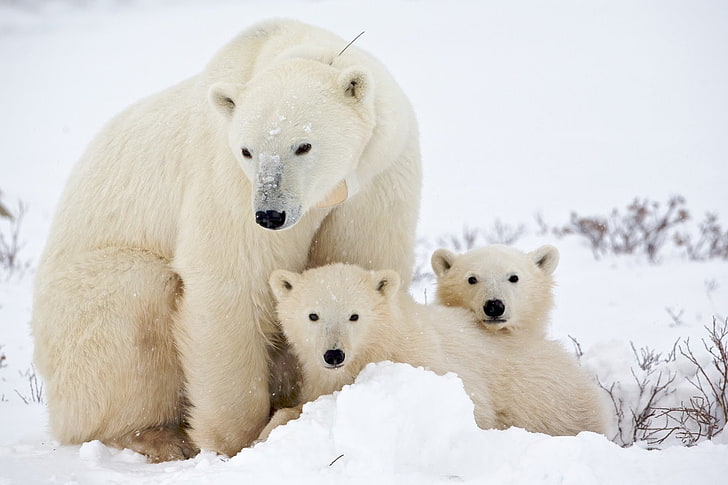 Bears, Polar Bear, Animal, Baby Animal, Cub, Snow, Wildlife, HD wallpaper