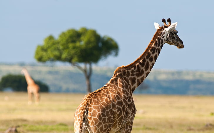 Africa wildlife, giraffes, brown and white coat giraffe, HD wallpaper