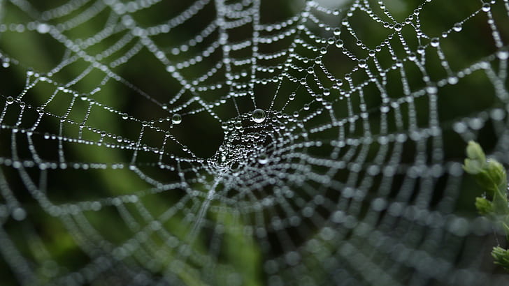 animals, spider, spiderwebs