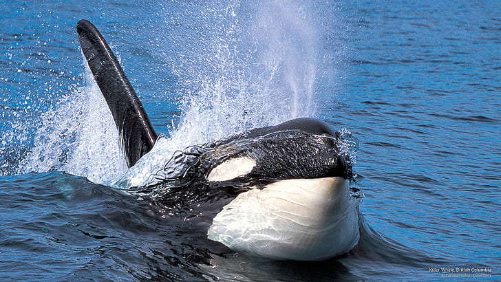 Killer Whale, British Columbia, Ocean Life, HD wallpaper