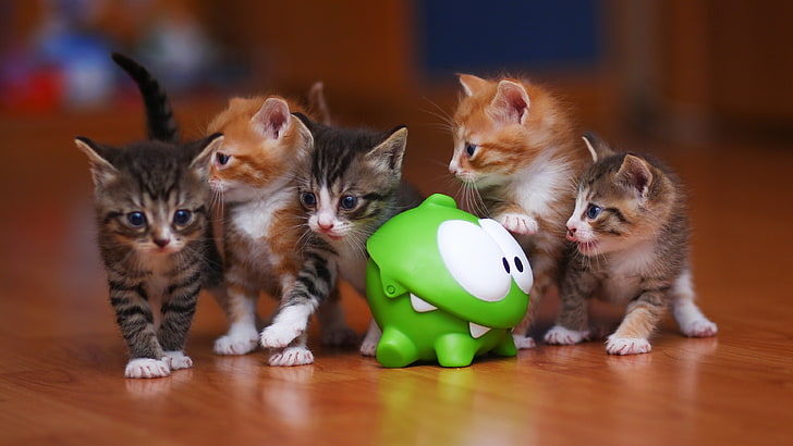 five orange and black kittens, animals, cat, toys, feline, baby animals, HD wallpaper