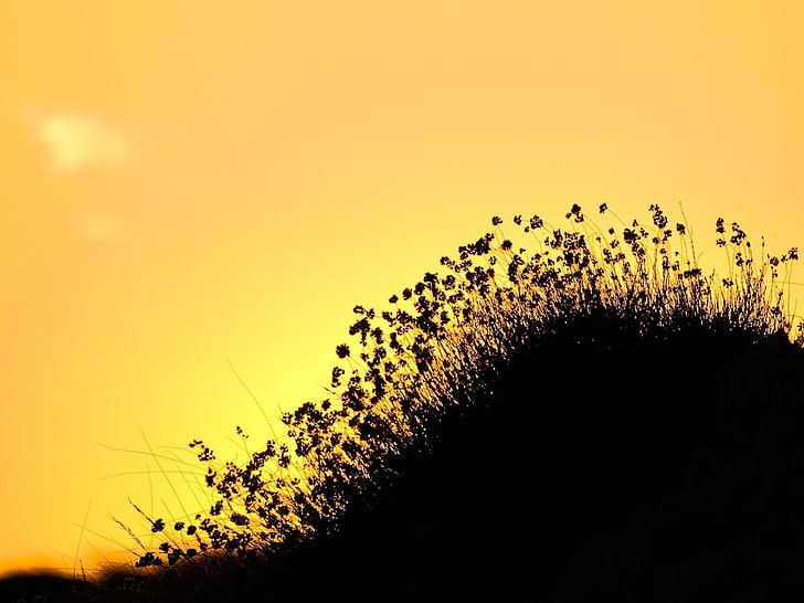 silhouette of petaled flowers, nature, sky, sunset, plant, beauty in nature, HD wallpaper