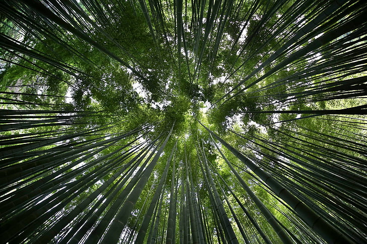 green forest, bamboo, Japan, Canon EOS 6D, plant, tree, growth, HD wallpaper