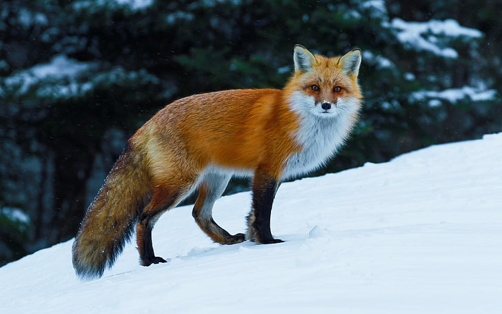 white and brown fox, animals, nature, wildlife, snow, winter, HD wallpaper