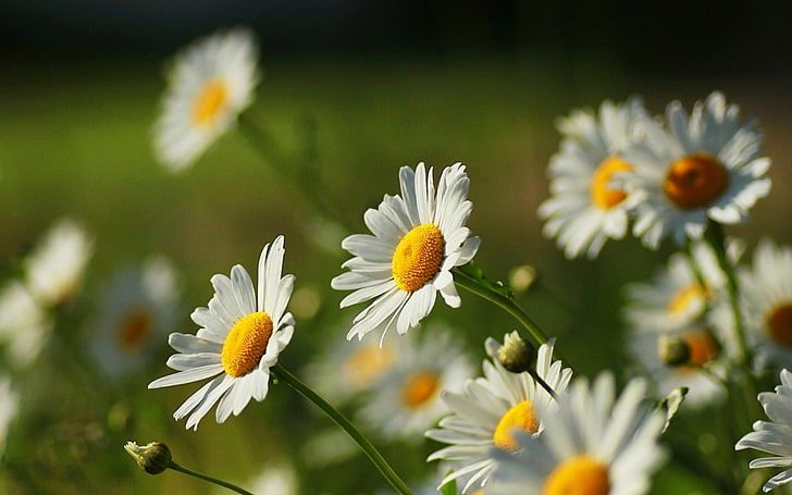 two white daisy flowers, yellow, nature, green, background, widescreen