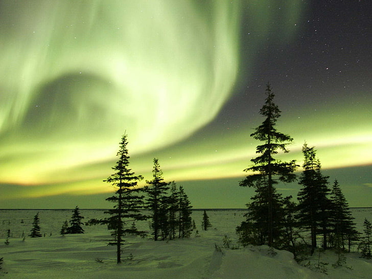 Aurora boreales, night, trees, sky, polar lights, nature, star - Space, HD wallpaper