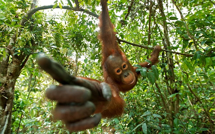 Monkeys, Orangutan, HD wallpaper