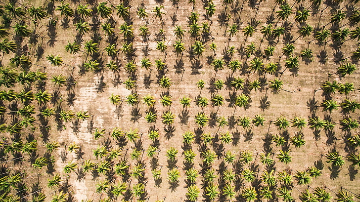 aerial view, top view, palm trees, nature, no people, full frame