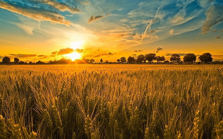 wheat field, ears, grains, rye, evening, sunset, light, orange, HD wallpaper