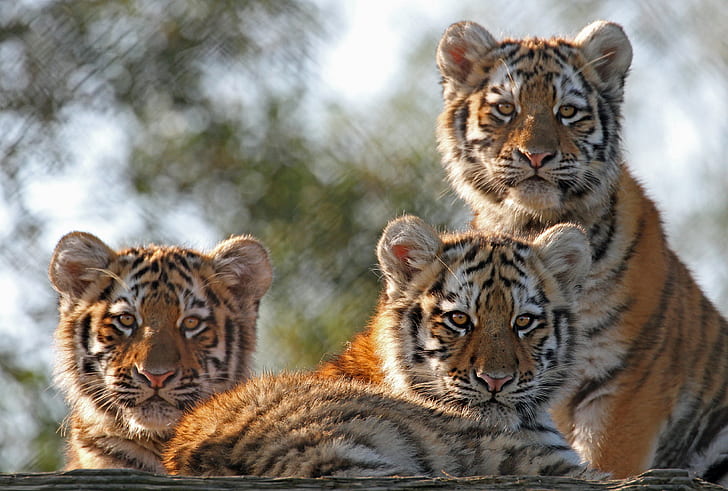 HD wallpaper: cute baby tiger cubs with mom picture, animal themes, feline