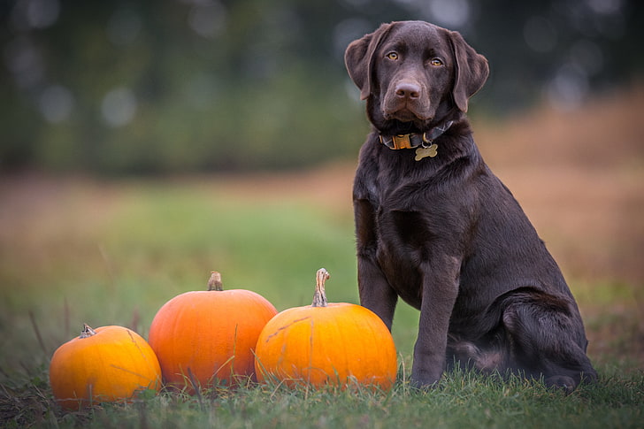 adult black Labrador retriever, dog, sitting, pumpkin, pets, outdoors