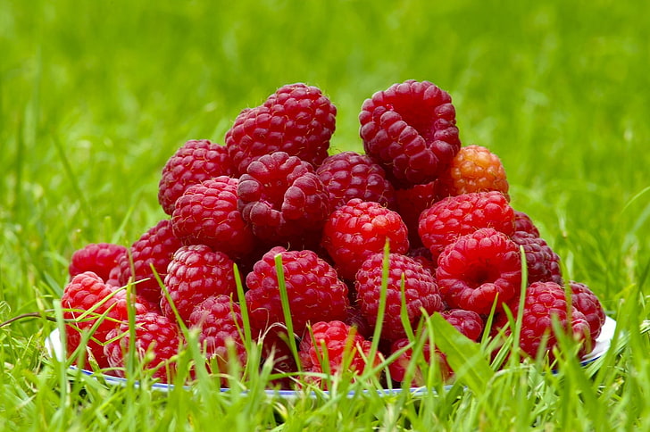 food, raspberries, fruit, macro, red, plant, healthy eating