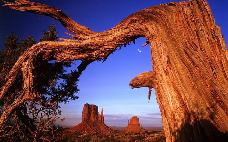 Desert rock dry tree in USA, HD wallpaper