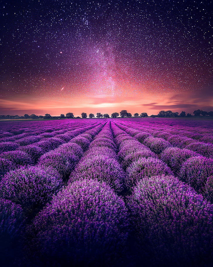 Lavender fields, Lavender farm, Starry sky, 4K