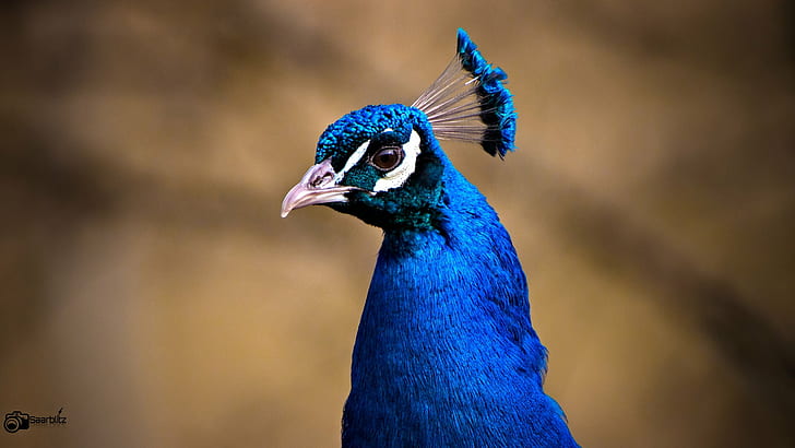 blue peafowl selective photography, beauty, Peacock, natural  wild, HD wallpaper