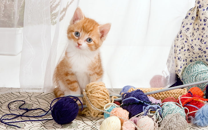 kittens, cat, yarn, animals, pets, domestic animals, mammal, HD wallpaper