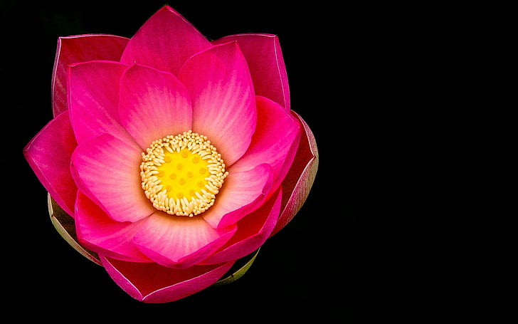 Pink lotus flower macro, black background
