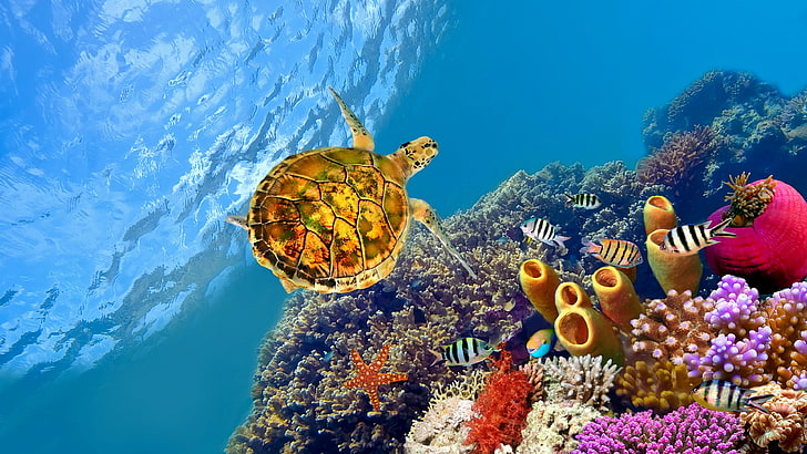 turtle, sea, underwater, coral reef, marine biology, sea turtle, HD wallpaper