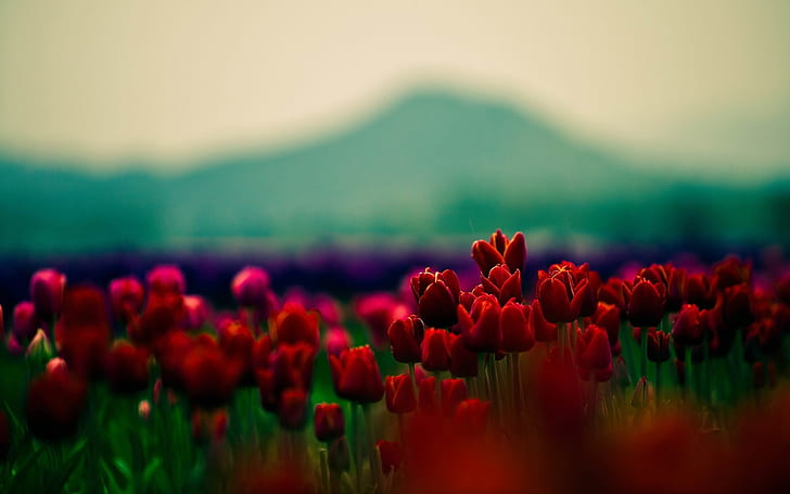 flowers hd image   download