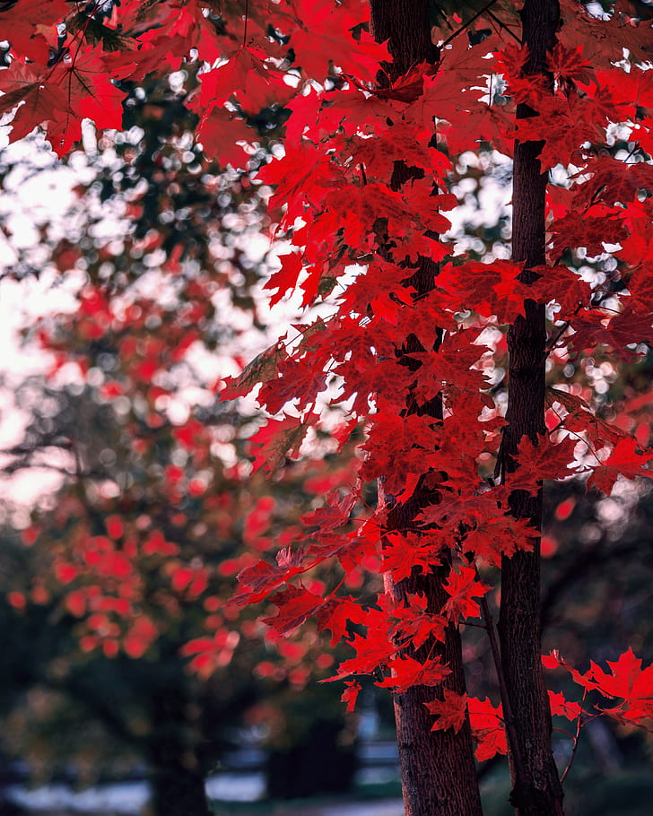 HD wallpaper: maple, leaves, autumn, tree, branches, blur | Wallpaper Flare
