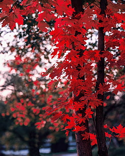 maple-leaves-autumn-tree-wallpaper-thumb.jpg