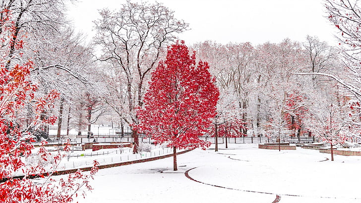 winter, trees, red, snow, cold, nature, woody plant, branch, HD wallpaper