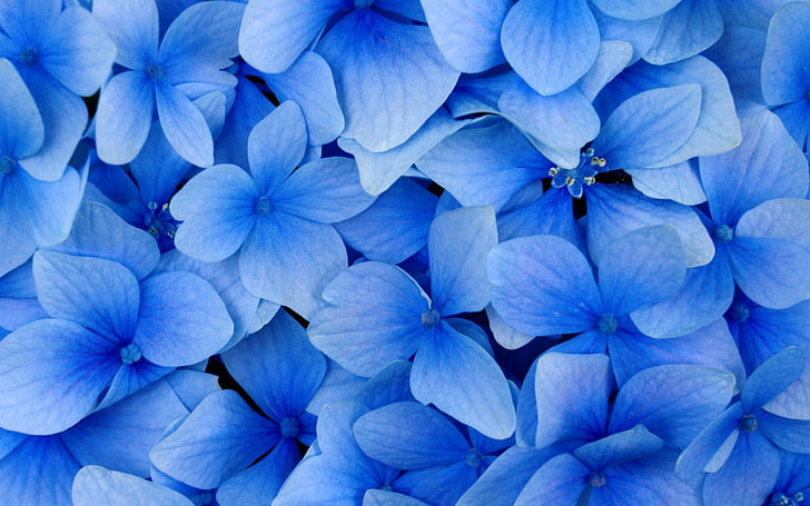 HD wallpaper: blue flowers, petals, plant, light, nature, close-up,  backgrounds | Wallpaper Flare