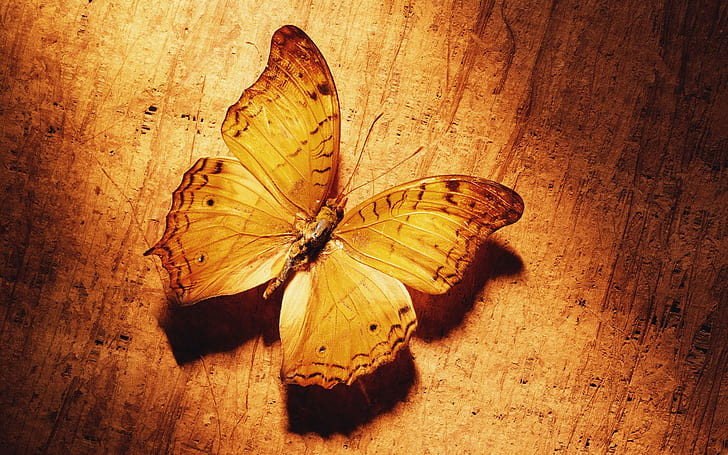 HD wallpaper: yellow, Butterfly | Wallpaper Flare