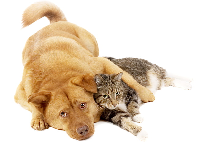 short-coated brown dog and grey tabby cat, red, friends, pets