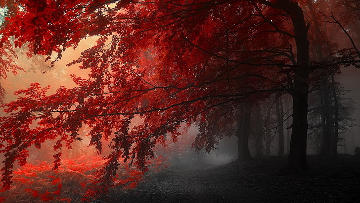red leafed trees, pink leaf trees with white fogs, fall, mist