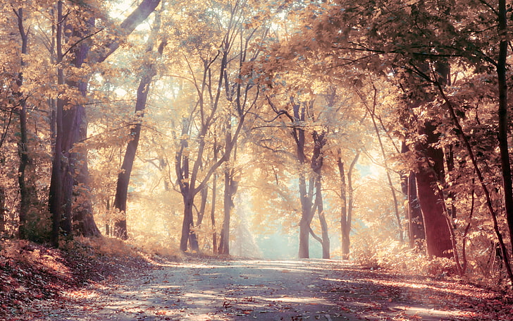 autumn, beautiful, landscape, leaves, nature, road, sunbeams, HD wallpaper