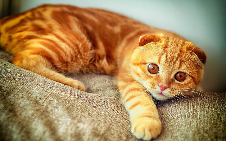 Orange Scottish Fold Cat, beautiful, garfield