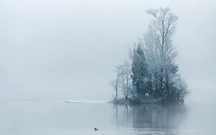 white leaf tree in the middle of water, snow, lake, mist, trees