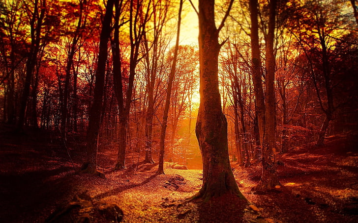 brown forest, photo of forest during golden hour, fall, sunset